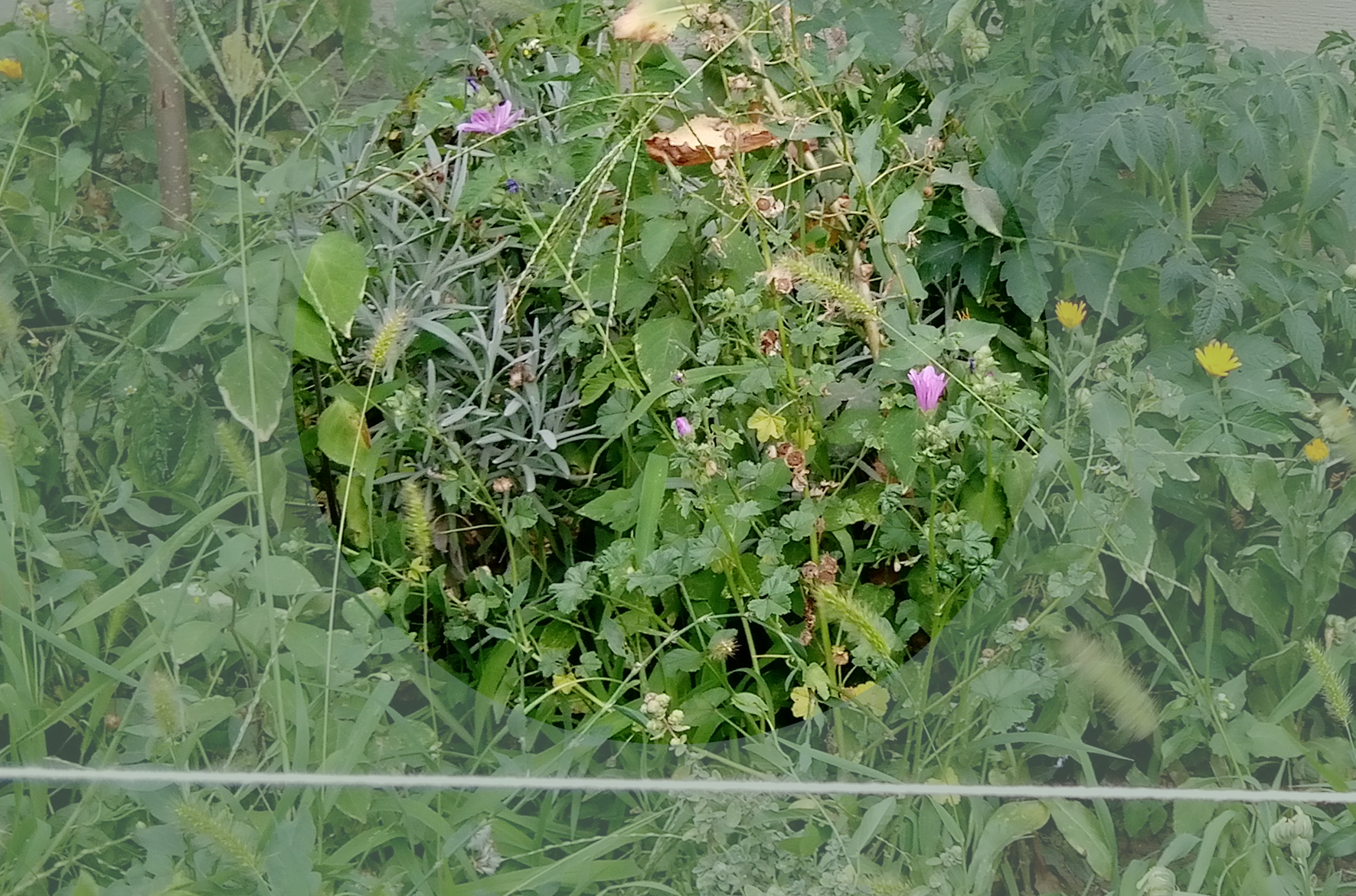 MALVA SYLVESTRIS L. - malva selvatica